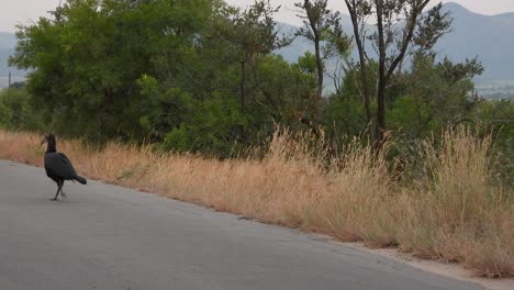 southern-ground-hornbill-stepping-into-the-road-of-the-kruger-national-park-during-an-early-morning