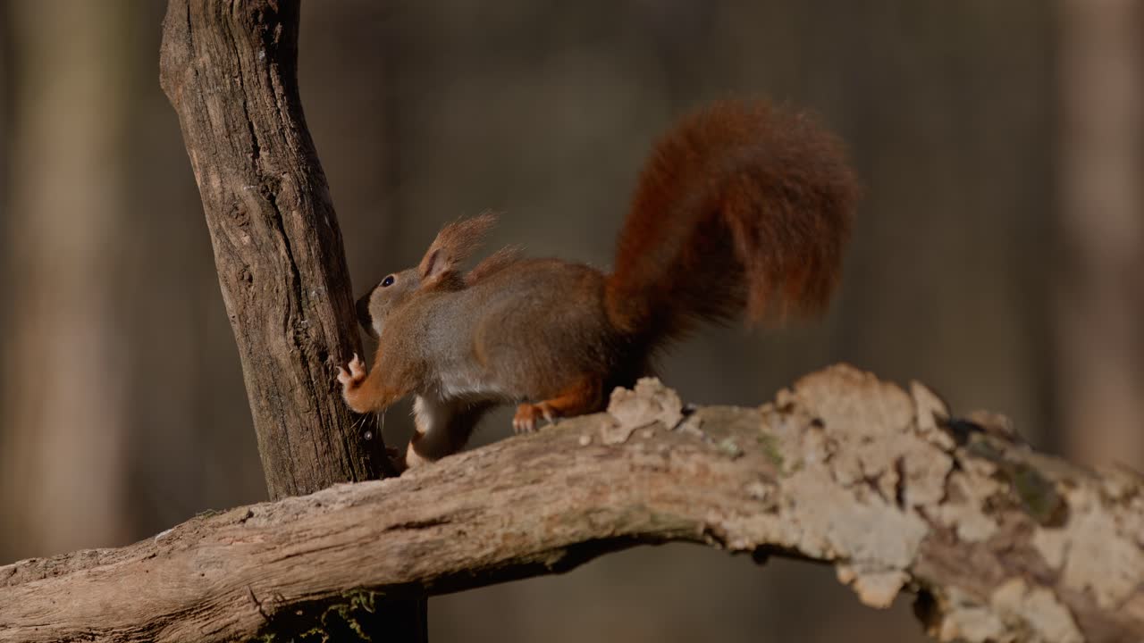 Squirrel climbing a tree in a peaceful forest, slow motion, Zeeland, the Netherlands