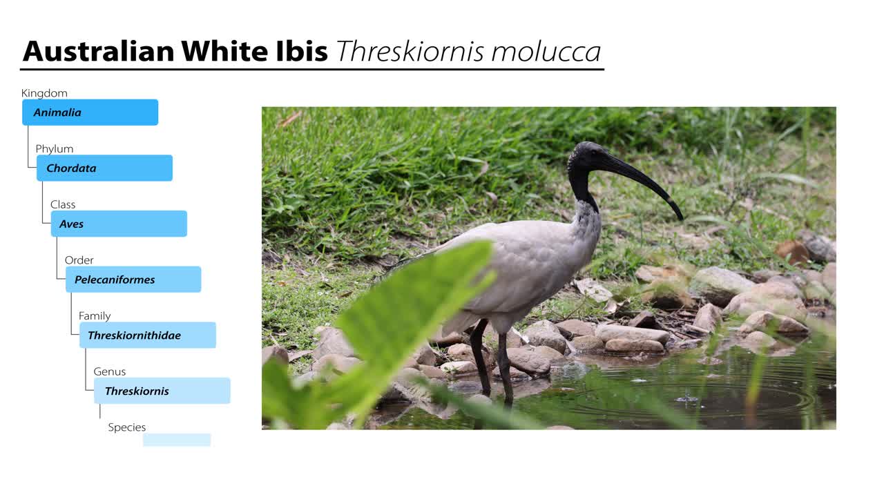 Valkoiibis ruokailemassa joen rannalla kivien joukossa