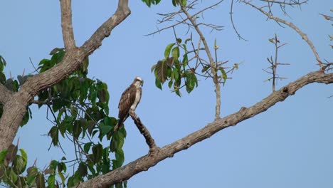 la cámara se aleja mientras este pájaro está sentado mirando hacia abajo para capturar un pez en el agua, osprey pandion haliaetus, tailandia