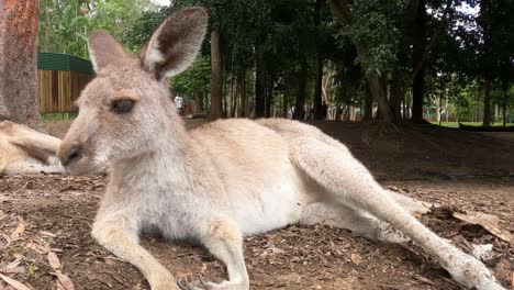 kangaroo lounges calmly in a natural setting