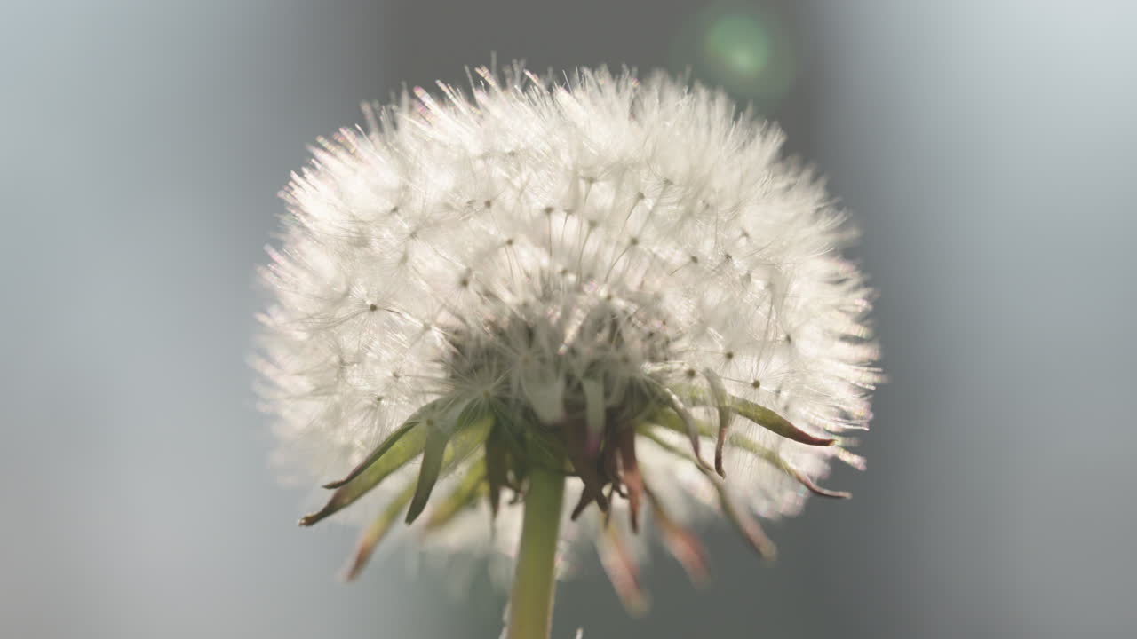 단델리온 씨 머리의 클로즈업