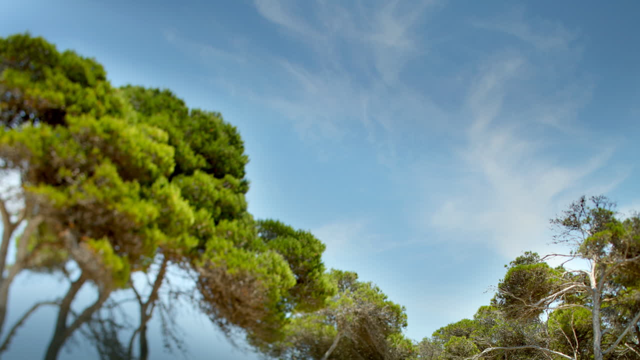 마요르카 보스케 04