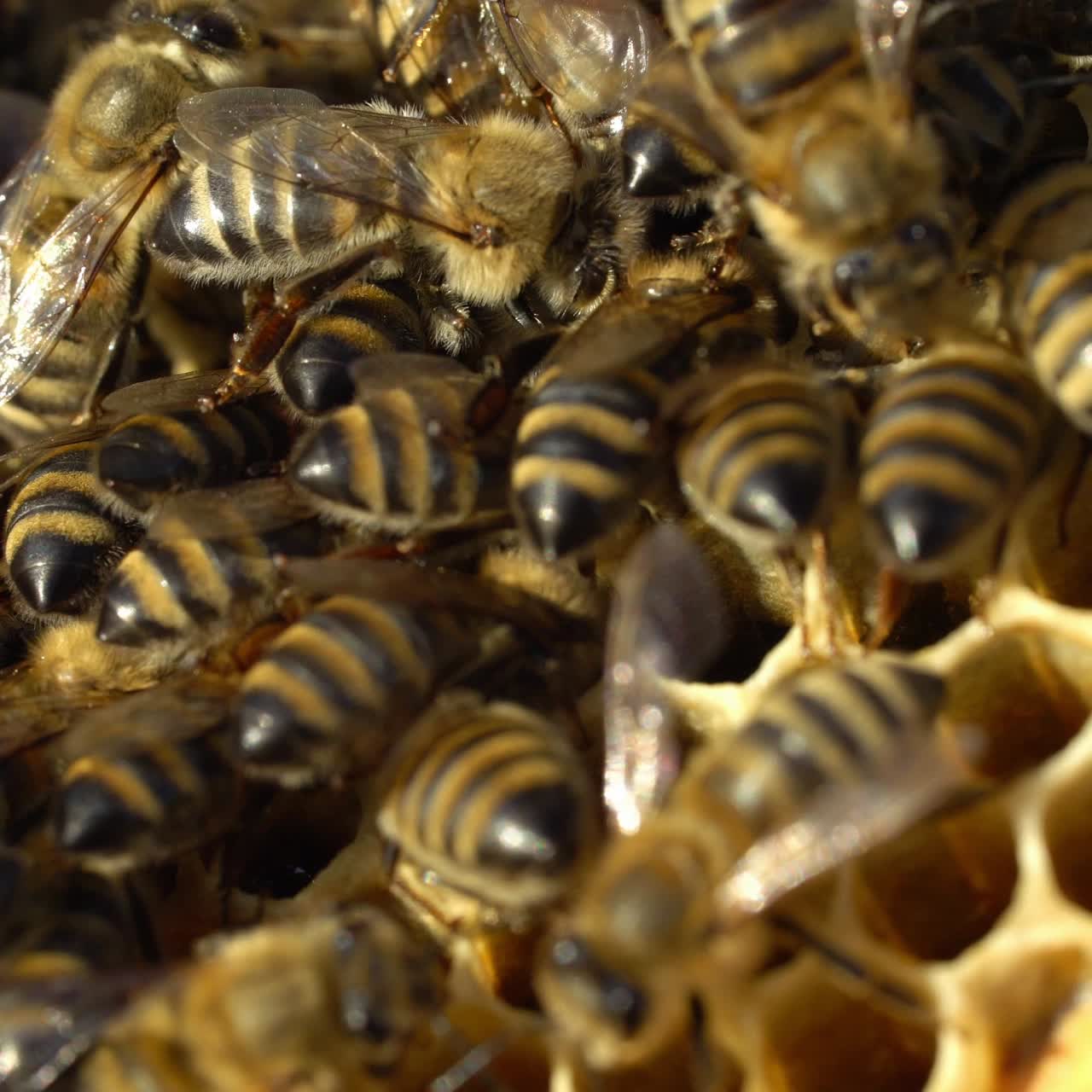 Close up view of the working bees on honey cells. Working bees on honeycomb. Bees on honeycombs