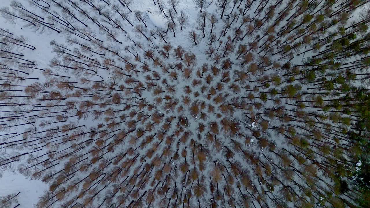 Ripresa aerea con drone degli alberi simmetrici carichi di neve nella stazione sciistica di Manzaneda, in Galizia, durante l'inverno
