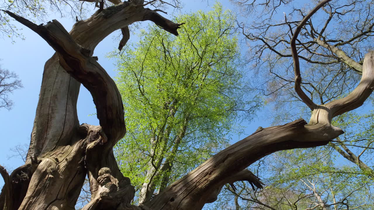 Nuove foglie dai colori vivaci sugli alberi, incorniciate dai rami di un antico albero morto, sotto il sole primaverile in un bosco nel Worcestershire, Inghilterra.