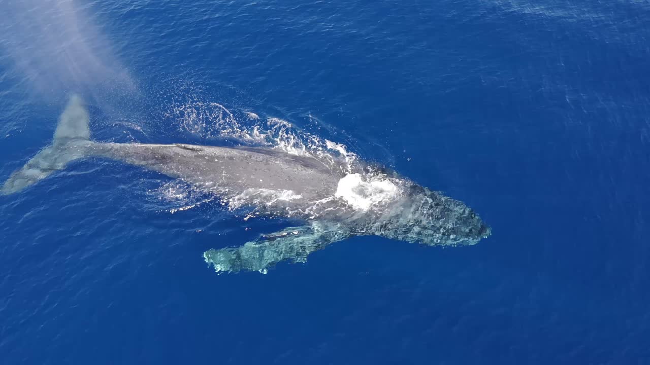 4K CGI aerial footage of humpback whales in the Hawaiian Marine Sanctuary—ideal for ocean conservation, marine wildlife, and environmental awareness projects.