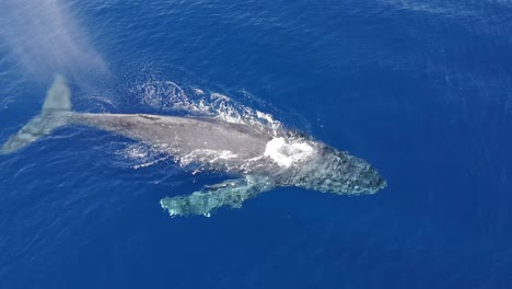 4k cgi aerial footage of humpback whales in the hawaiian marine sanctuary—ideal for ocean conservation, marine wildlife, and environmental awareness projects.
