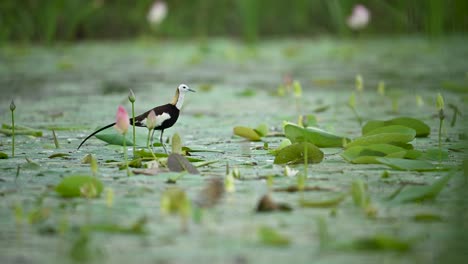 a pheasant-tailed jacana is seen from a wide angle among blooming water lilies
