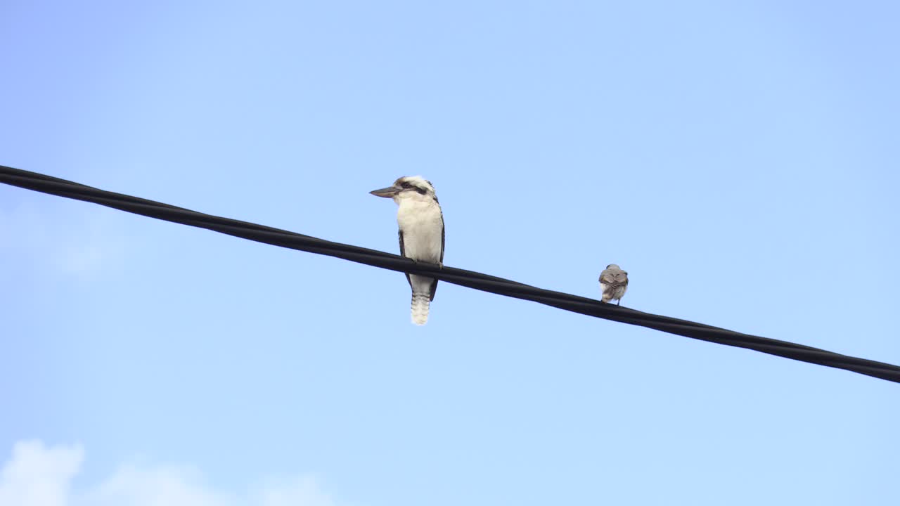 kookaburra salvaje posado sobre un cable eléctrico