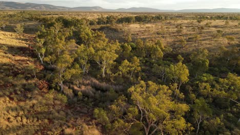 green trees and plants area in middle of australian desert during sunny day - drone orbit shot