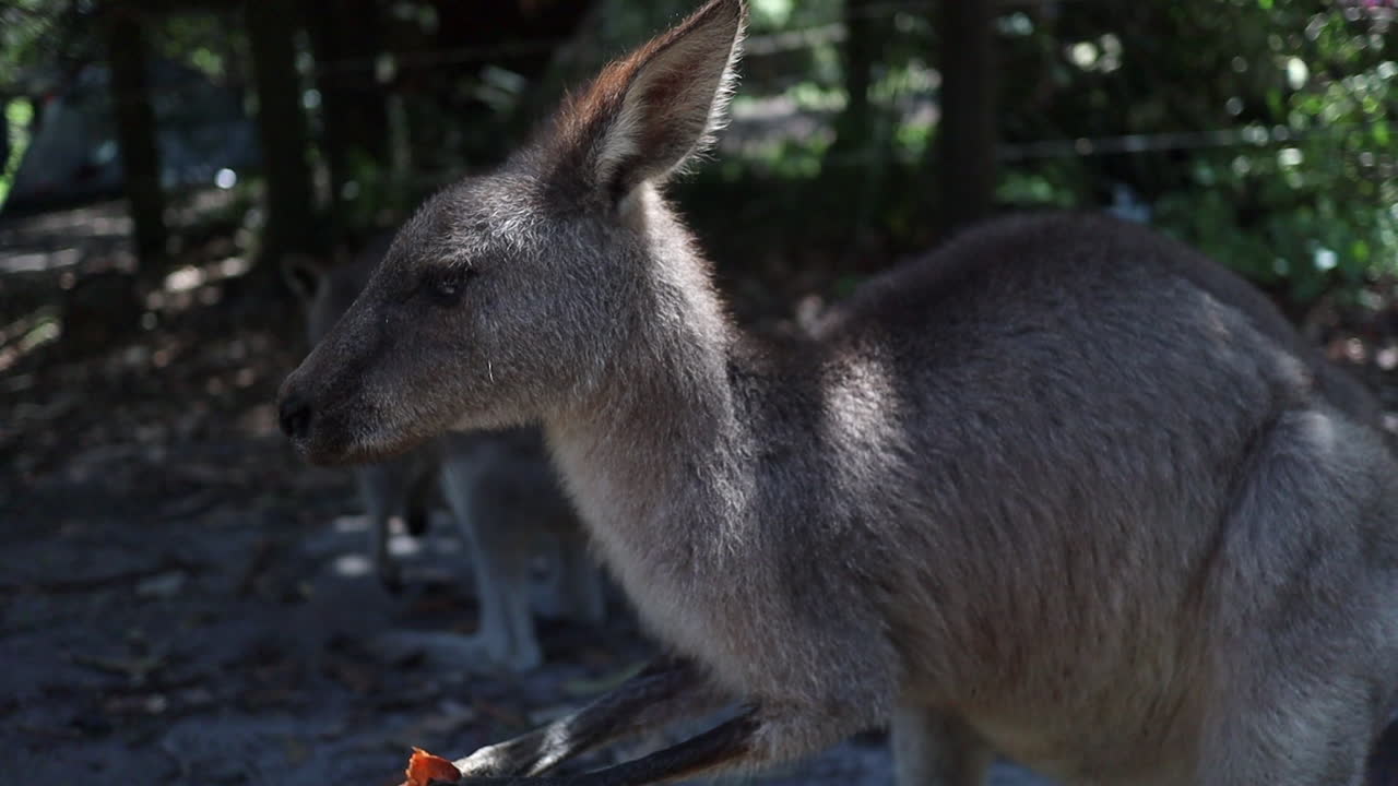 canguro enfriando la puesta comiendo en el sol australia