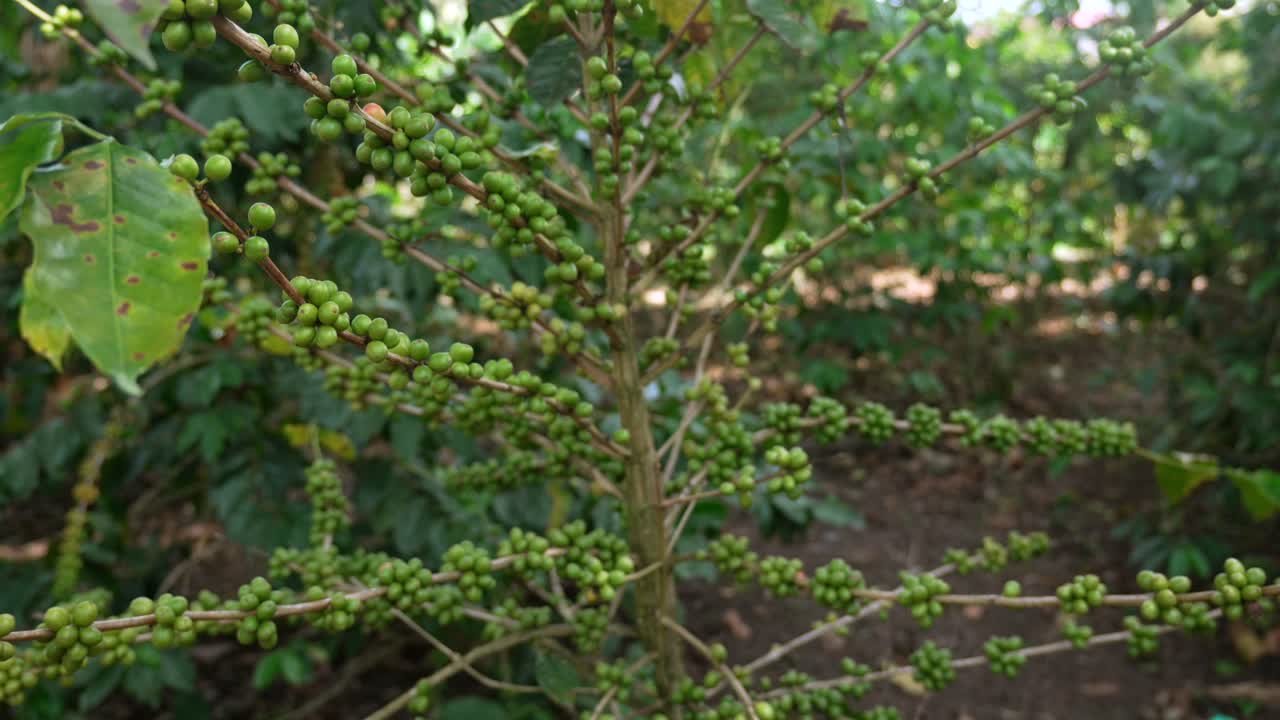 Green Coffee beans cherries plantation on a branch fair trade eco farm in Colombia