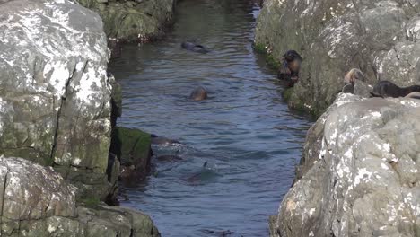 fur seals frolic and porpoise out of the water in narrow rock trough