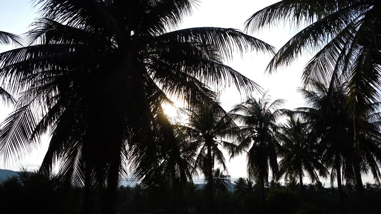 un primer plano de las palmeras