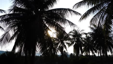a close-up shot of the palm trees