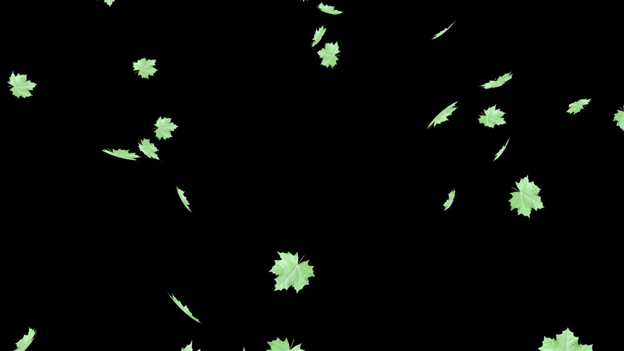 푸른 메이플 잎은 바람에 어두운 배경에 고립되어 있습니다.