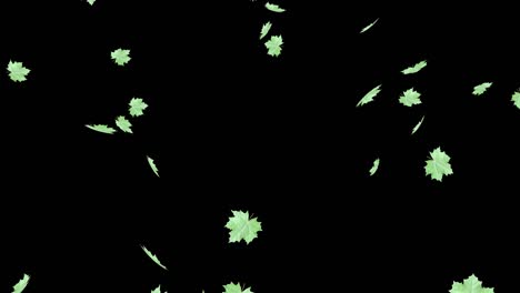hojas de arce verdes aisladas en un fondo oscuro en el viento.