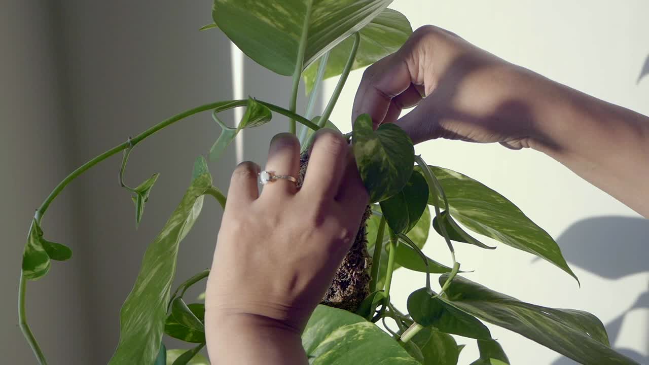 Hands tending to a golden pothos plant