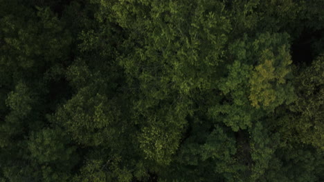 Bird's-Eye-View-Over-Dense-Green-Forest-In-Durham,-Arkansas,-USA---Drone-Shot