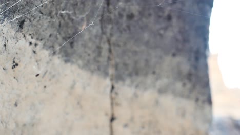 la araña tejedora de orbes trepa por su telaraña