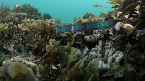 Marine-citizen-science-research-underwater-measurement-and-data-collection-on-ocean-seaweed-and-soft-corals