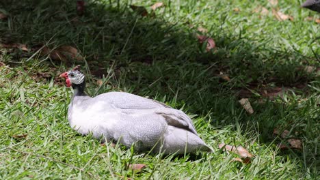 a guinea fowl moves through grassy area, resting briefly