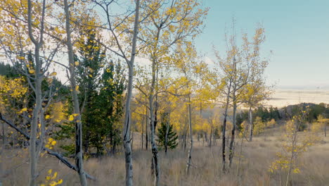 aspen trees turning colors in the fall