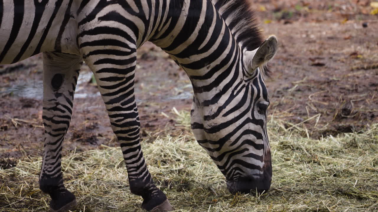 Zebra eating grass, close up side view