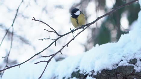 great tit on a branch in winter snow