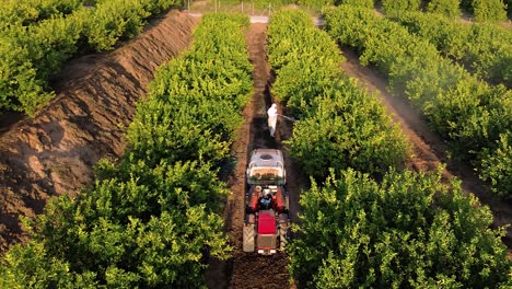spray ecological pesticide. farmer fumigate in protective suit and mask lemon trees. man spraying toxic pesticides, pesticide, insecticides