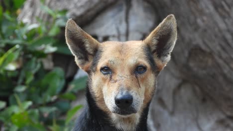 wild dog finding food in forest .