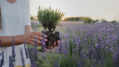 woman holding lavender seedling ready for planting