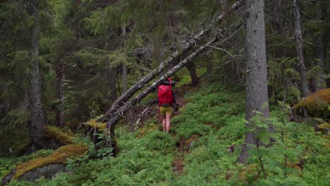 female hiker with backpack following her dog walking in the forest