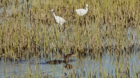 Great-cormorant-catching-a-fish-in-an-estuary