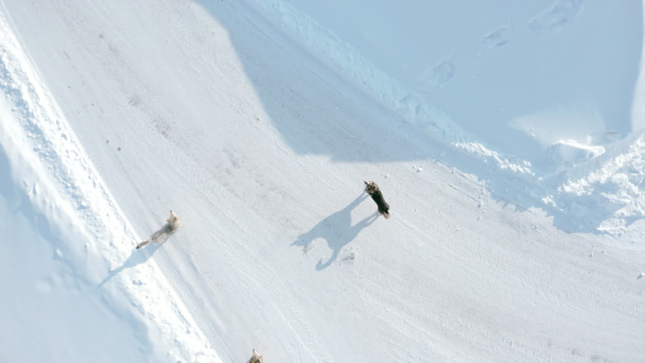 Dogs on a Snowy Road