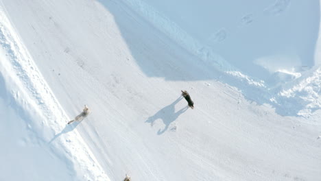 dogs on a snowy road