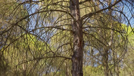 a beautiful cinematic tilt-up view of a pinewood tree in a jungle on a sunny morning