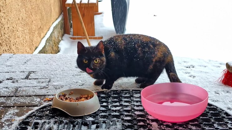 Schneeflocken umgeben eine Katze, die sich in der Nähe von Futter- und Wassernäpfen vor einem gemütlichen Winterhaus ausruht