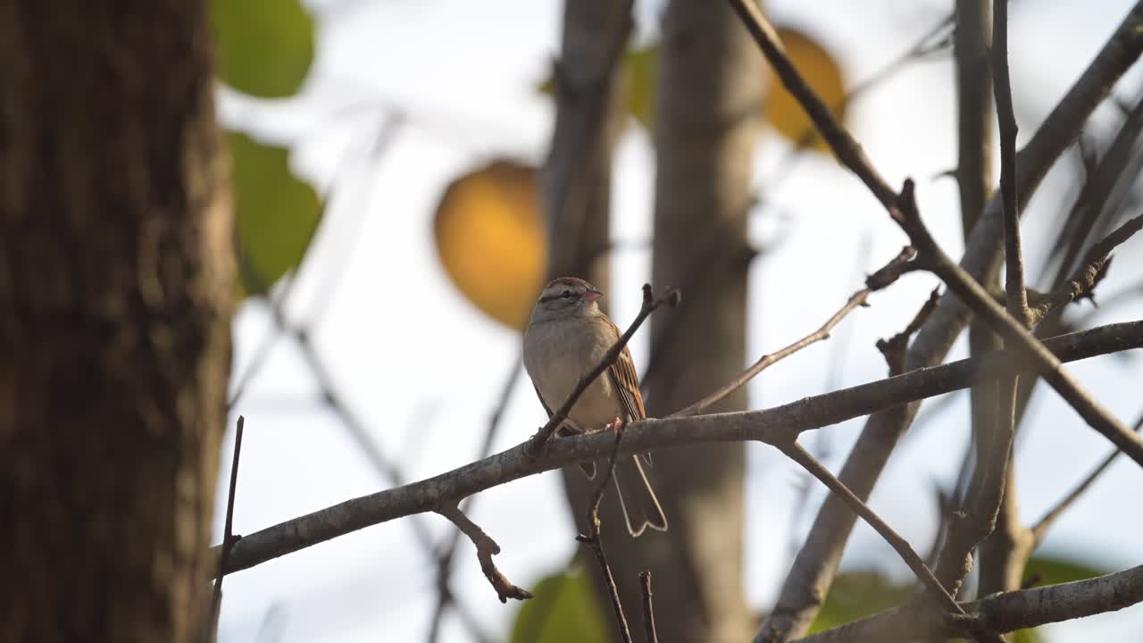 Chipping sparrow bird looks around curiously