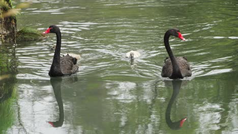 Pair-of-Back-Swan-swim-up-a-small-stream-with-two-cygnets-in-tow