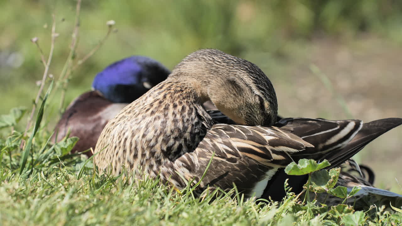 암 오리 들 이 잔디 에서 털 을 는 빛 날
