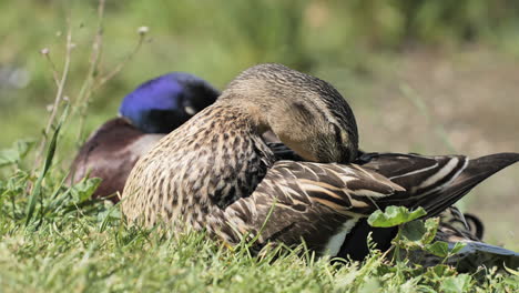 female mallard duck cleaning feathers in grass sunny day