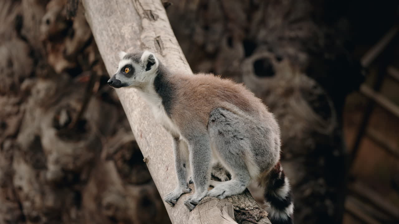 Lemur perched on a tree branch