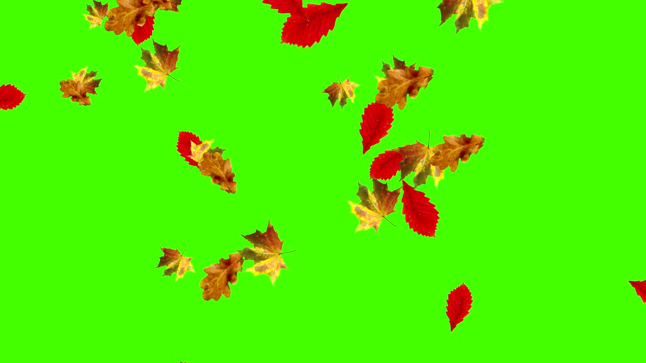 Loop di foglie autunnali che cadono, green screen chroma key
