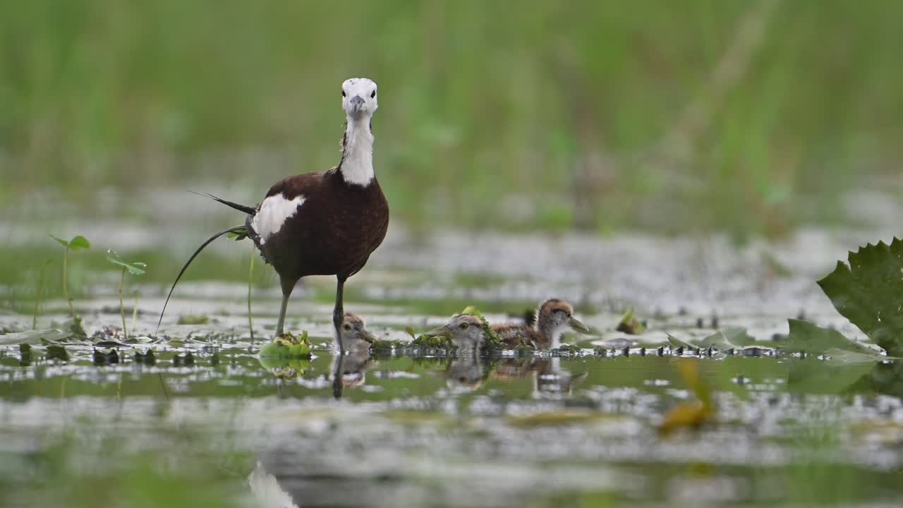 Jacana dalla coda di fagiano e pulcino in una giornata di pioggia in una zona umida