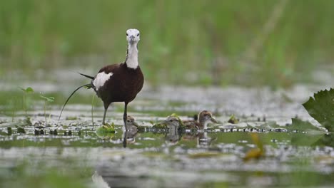 pheasant tailed jacana and chick in rainy day in wetland area