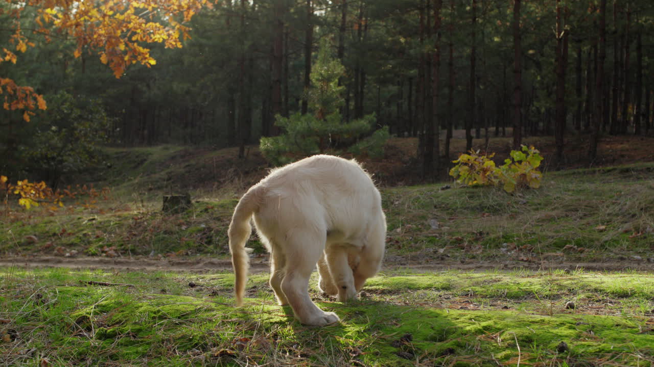 un lindo cachorro de golden retriever caminando en el bosque de otoño antes de la puesta del sol.