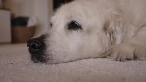 close up - golden retriever lying on soft carpet, gazing calmly into the distance