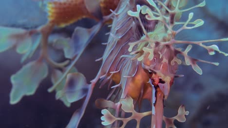 Leafy-Sea-Dragon-with-eggs-4k-slow-motion-South-Australia